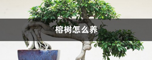 榕树怎么养