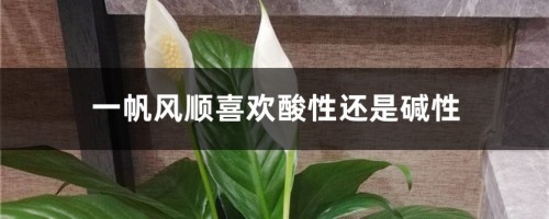 一帆风顺喜欢酸性还是碱性，一帆风顺能在北方养吗