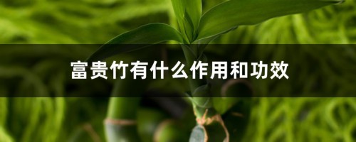 富贵竹有什么作用和功效，富贵竹有什么风水意义