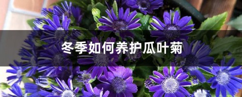 冬季如何养护瓜叶菊