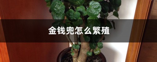 金钱兜怎么繁殖