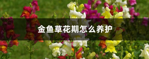 金鱼草花期怎么养护